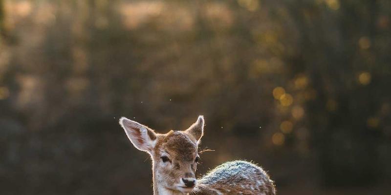 化工产品52：工业原料与添加剂的高效应用指南